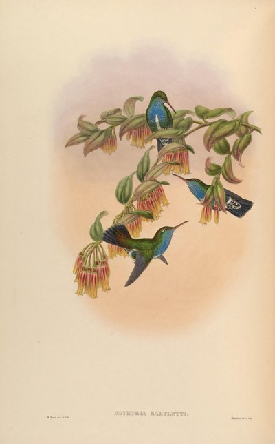 Agyrtria Bartletti = Amazilia Lactea Bartletti by John Gould
